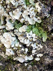 Dermatocarpon luridum