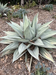 Agave ovatifolia