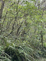 Petroica macrocephala macrocephala