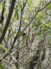 Petroica macrocephala macrocephala