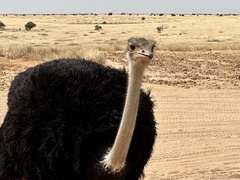 Struthio camelus camelus