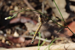 Suhpalacsa subtrahens