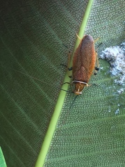 Balta bicolor