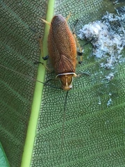 Balta bicolor