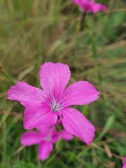 Dianthus