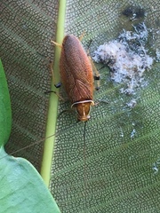 Balta bicolor