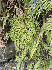 Lycopodium volubile