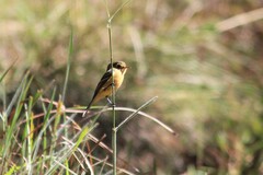 Empidonax fulvifrons