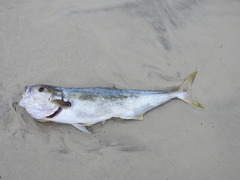 Seriola lalandi