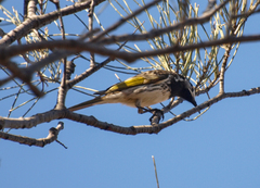 Purnella albifrons