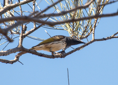 Purnella albifrons