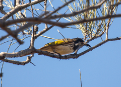Purnella albifrons