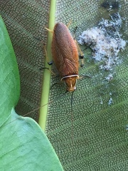 Balta bicolor