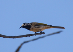 Purnella albifrons
