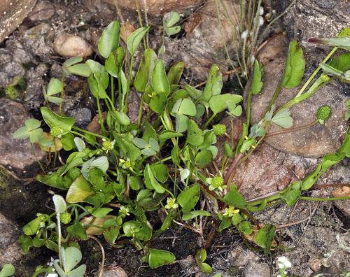 iNaturalist observation photo of Ranunculus bonariensis trisepalus