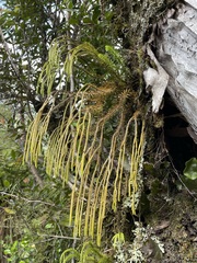 Phlegmariurus varius