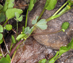 Ranunculus bonariensis trisepalus