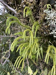 Phlegmariurus varius