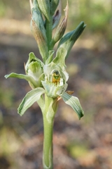 Chloraea