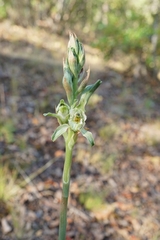 Chloraea