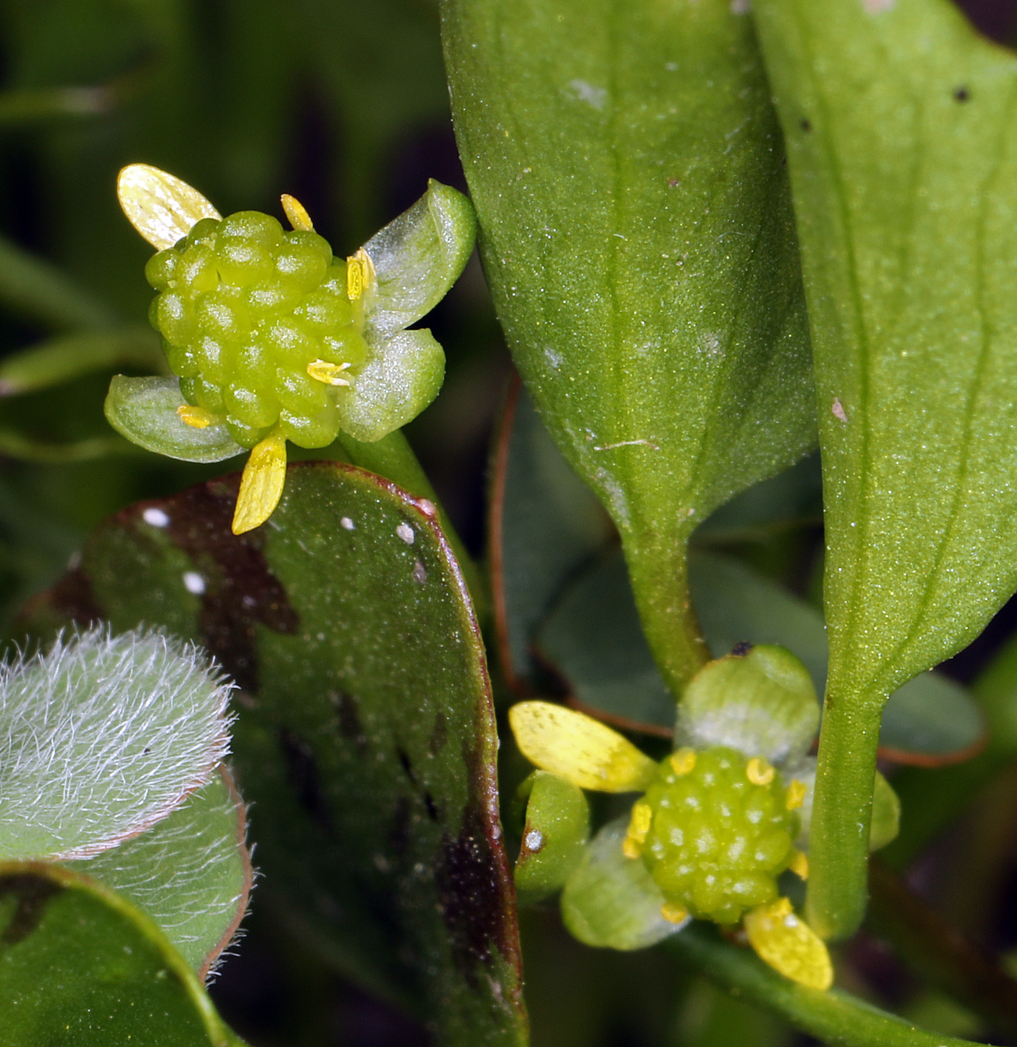 Ranunculus bonariensis var. trisepalus