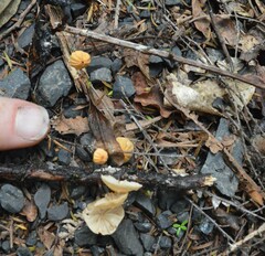 Marasmius croceus