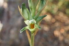 Chloraea