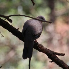 Streptopelia chinensis