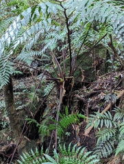 Gymnosphaera podophylla