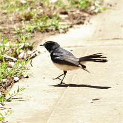 Rhipidura leucophrys