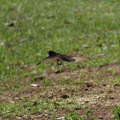 Rhipidura leucophrys