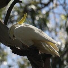 Cacatua galerita