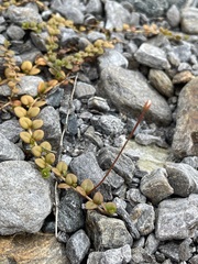 Epilobium brunnescens