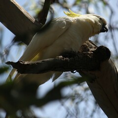 Cacatua galerita
