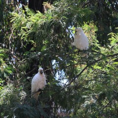 Cacatua galerita