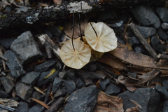 Marasmius croceus