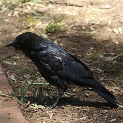 Corvus mellori