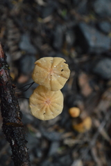 Marasmius croceus