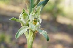 Chloraea