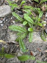 Leptinella squalida