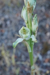 Chloraea