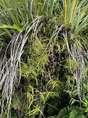 Dendrobium cunninghamii