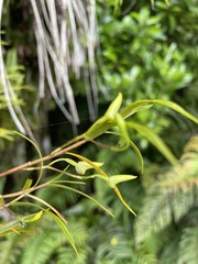 Dendrobium cunninghamii