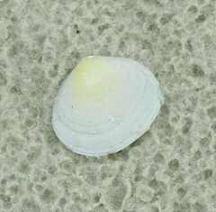 Pseudarcopagia disculus