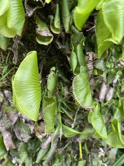 Hymenophyllum nephrophyllum