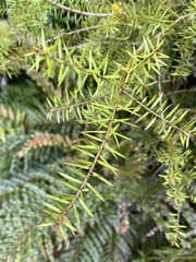 Podocarpus