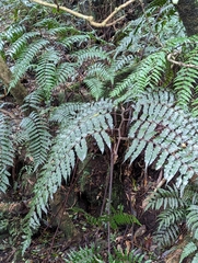 Gymnosphaera podophylla