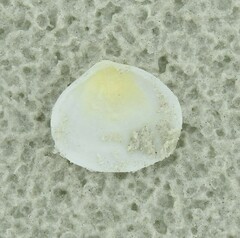 Pseudarcopagia disculus