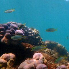 Neopomacentrus nemurus