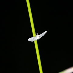 Chloropteryx opalaria